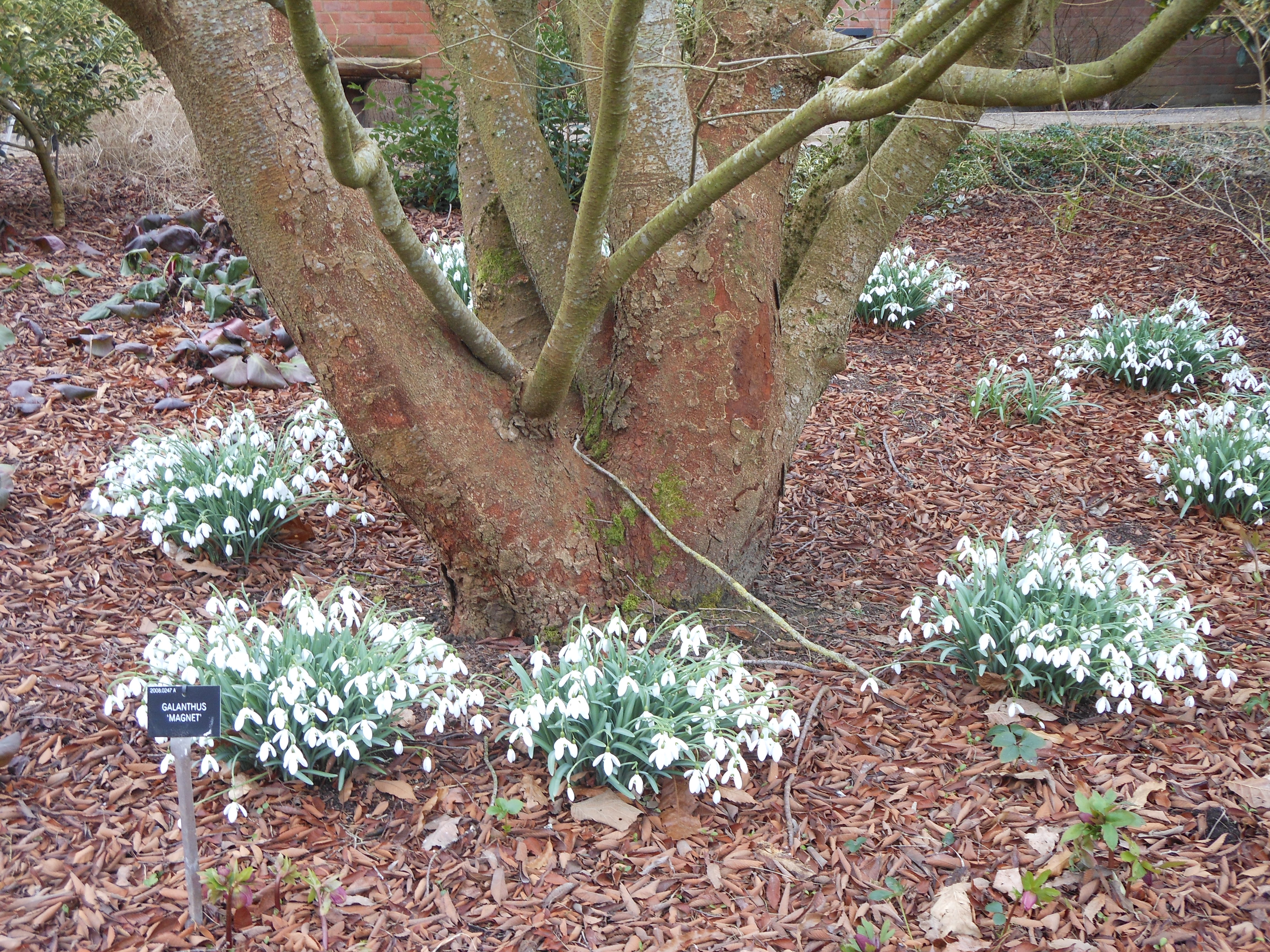 Well Dressings Bakewell